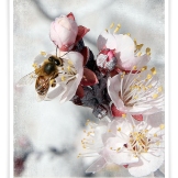 Honey Bee & Nectarine Flowers