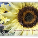 Oh, Beautiful Sunflower