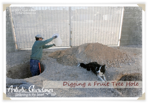 How To Dig A Fruit Tree Hole