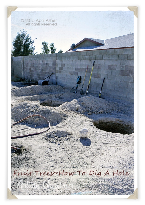 How To Dig a Hole For Fruit Trees