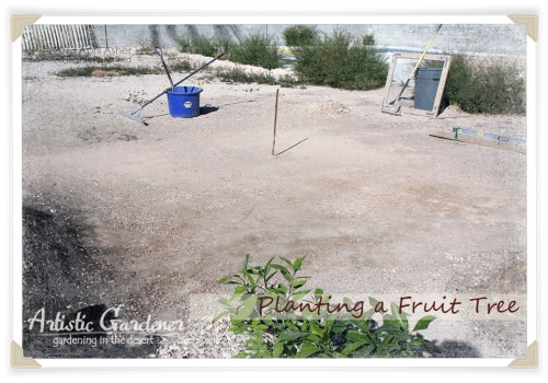 Planting A Fruit Tree