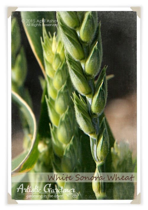 White Sonora Wheat