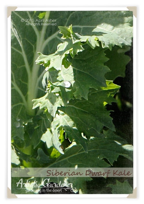 Siberian Dwarf Kale