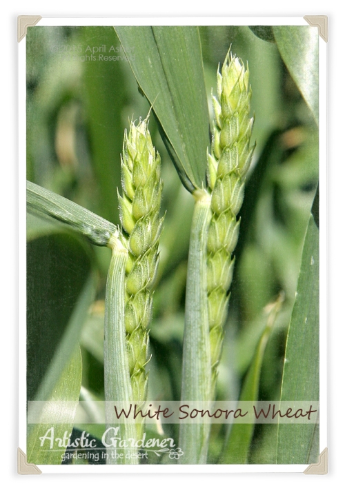 White Sonora Wheat Emerging
