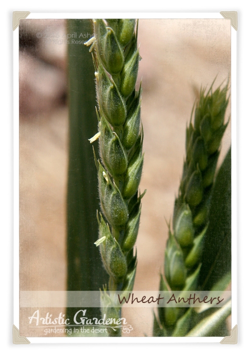 Wheat Anthers