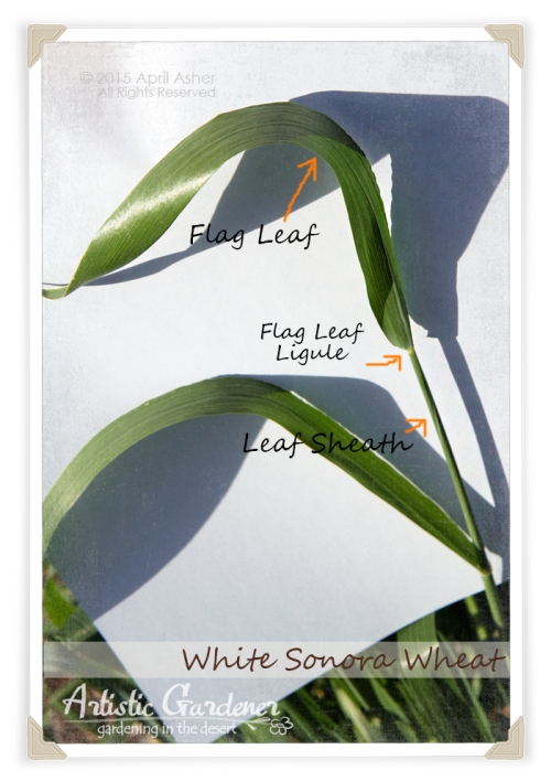 White Sonora Wheat