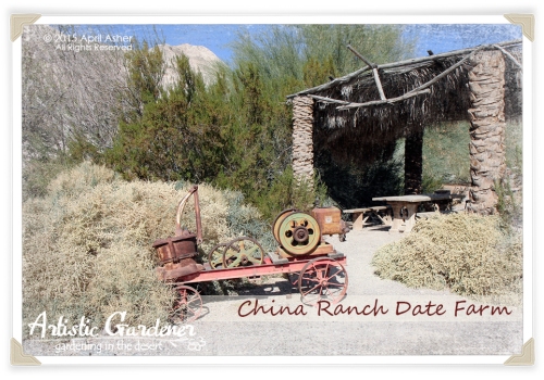 China Ranch Date Farm 
