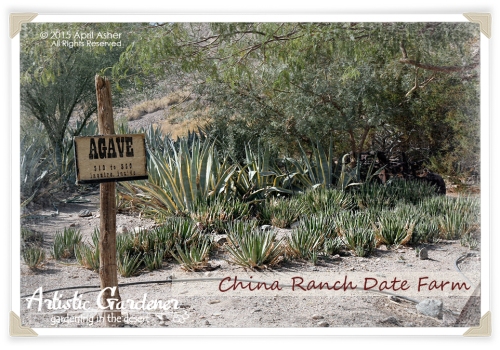 China Ranch Date Farm
