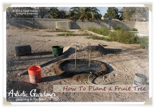 How To Plant A Fruit Tree In The Desert
