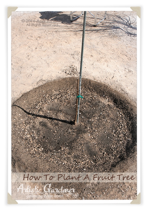 How To Plant A Fruit Tree In The Desert