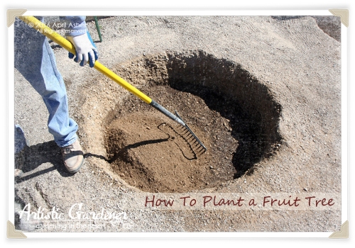 Planting Hole for Fruit Tree