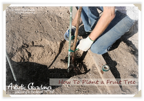 How to Plant a Fruit Tree